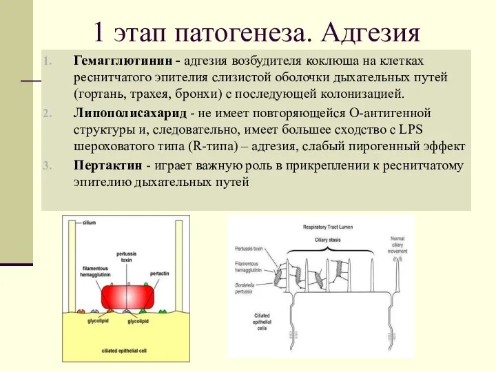 1 этап патогенеза. Адгезия Гемагглютинин - адгезия возбудителя коклюша на клетках