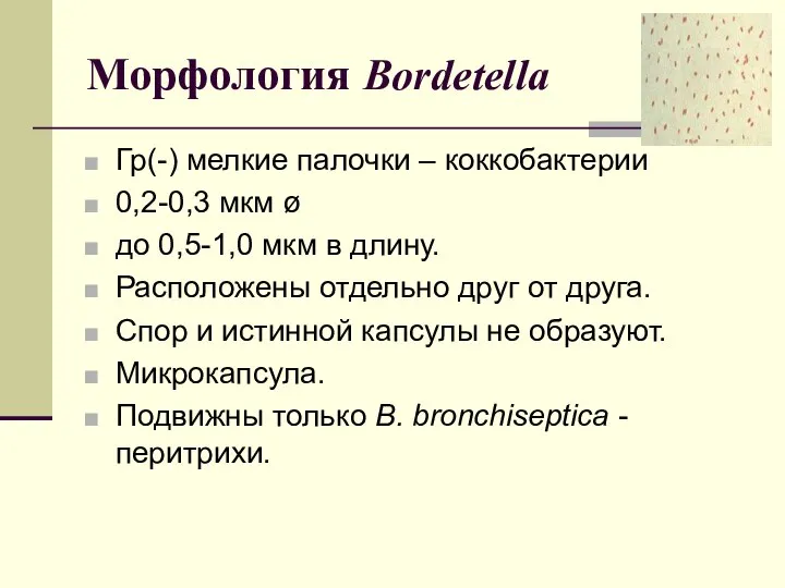 Морфология Bordetella Гр(-) мелкие палочки – коккобактерии 0,2-0,3 мкм ø до