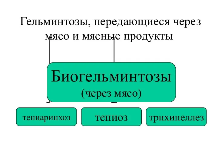 Гельминтозы, передающиеся через мясо и мясные продукты