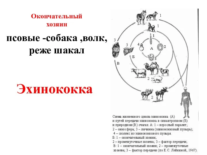 псовые -собака ,волк, реже шакал Окончательный хозяин Эхинококка