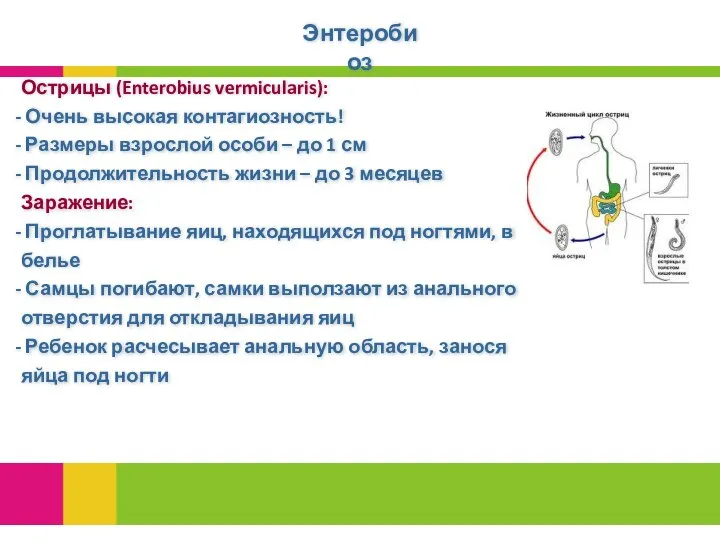 Энтеробиоз Острицы (Enterobius vermicularis): Очень высокая контагиозность! Размеры взрослой особи –
