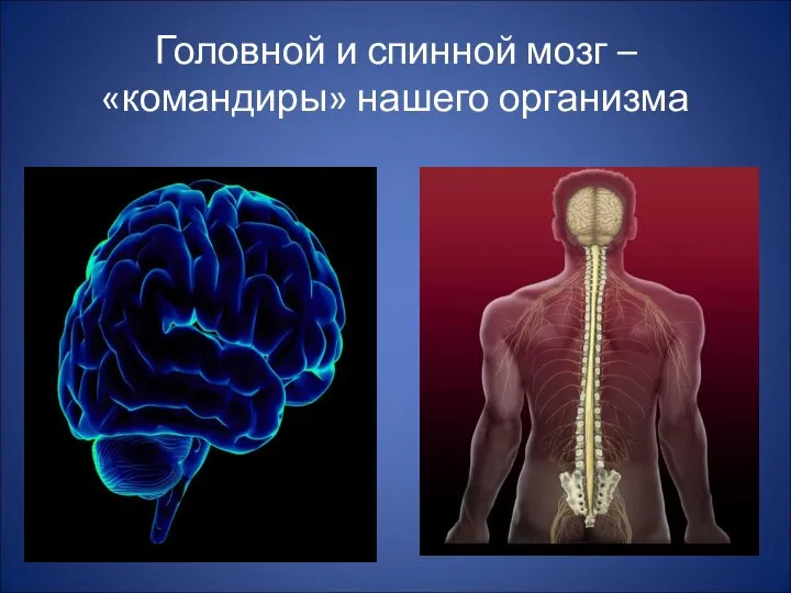 Головной и спинной мозг – «командиры» нашего организма