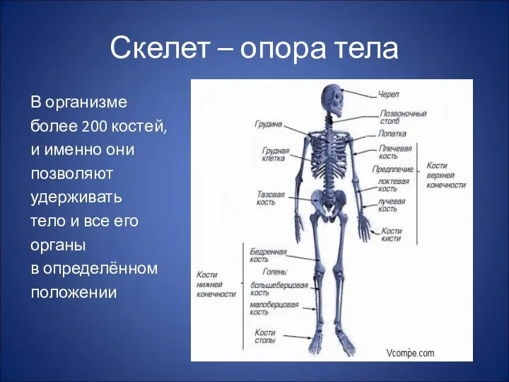 Скелет – опора тела В организме более 200 костей, и именно