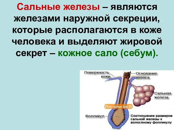 Сальные железы – являются железами наружной секреции, которые располагаются в коже