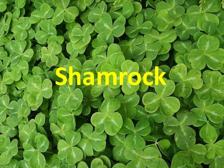 Shamrock