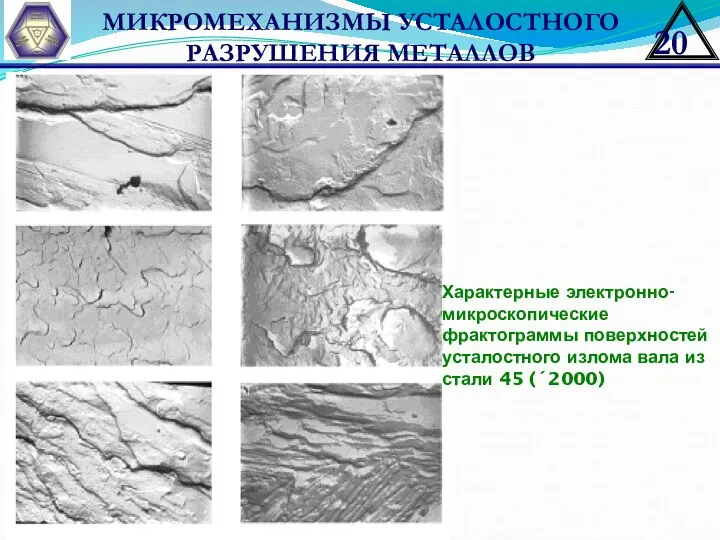 МИКРОМЕХАНИЗМЫ УСТАЛОСТНОГО РАЗРУШЕНИЯ МЕТАЛЛОВ Характерные электронно-микроскопические фрактограммы поверхностей усталостного излома вала из стали 45 (´2000)