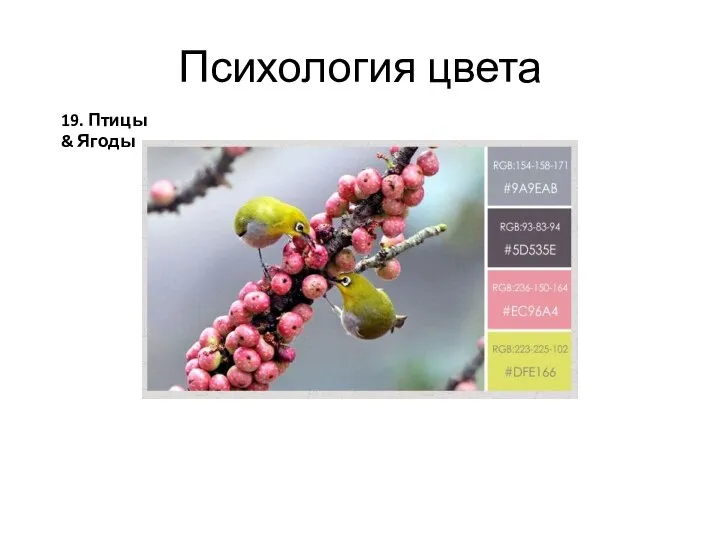 Психология цвета 19. Птицы & Ягоды