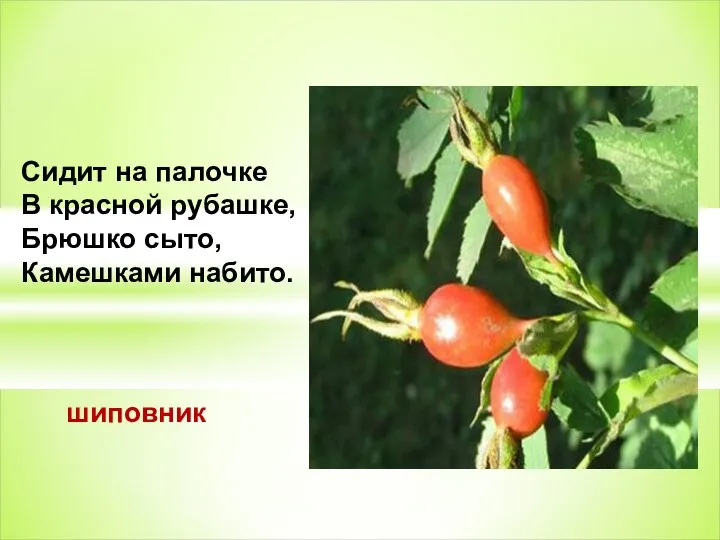 Сидит на палочке В красной рубашке, Брюшко сыто, Камешками набито. шиповник