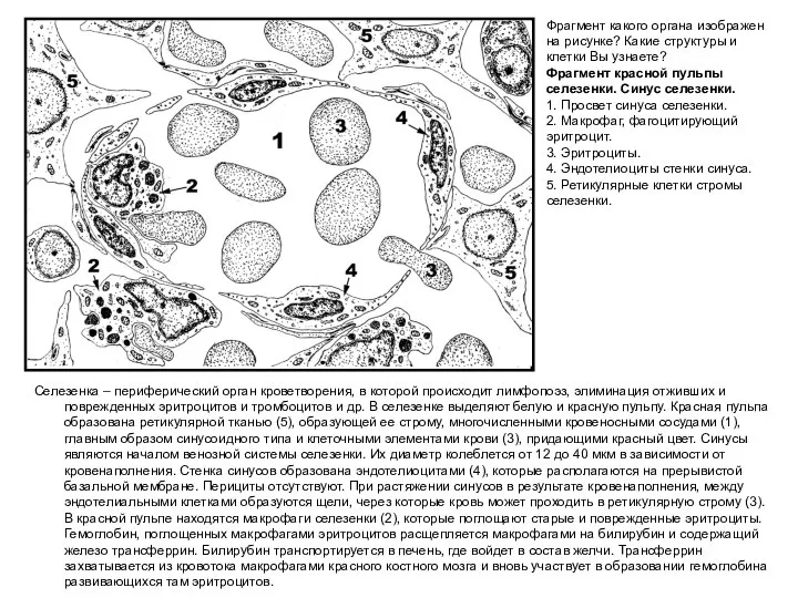 Селезенка – периферический орган кроветворения, в которой происходит лимфопоэз, элиминация отживших