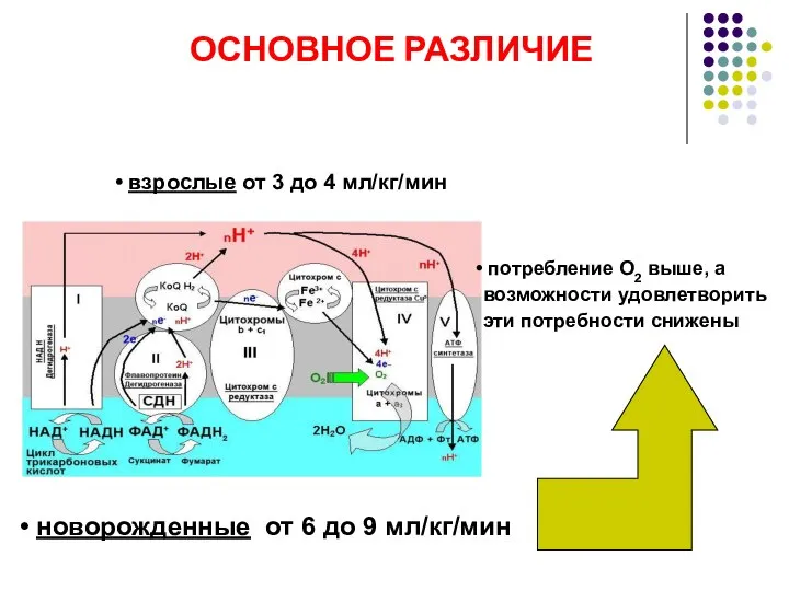 взрослые от 3 до 4 мл/кг/мин новорожденные от 6 до 9