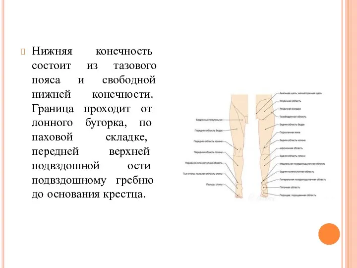 Нижняя конечность состоит из тазового пояса и свободной нижней конечности. Граница