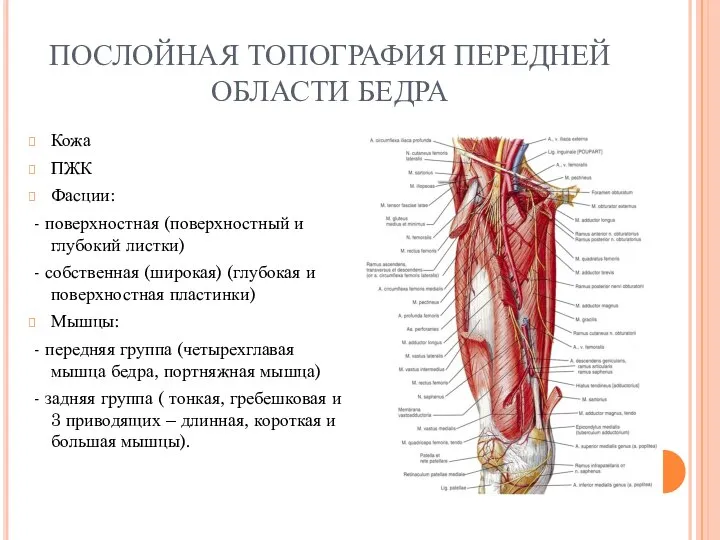 ПОСЛОЙНАЯ ТОПОГРАФИЯ ПЕРЕДНЕЙ ОБЛАСТИ БЕДРА Кожа ПЖК Фасции: - поверхностная (поверхностный