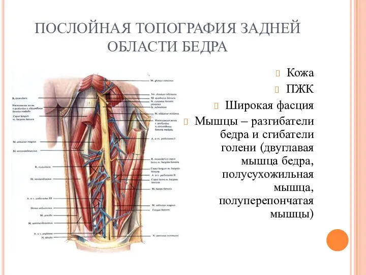 ПОСЛОЙНАЯ ТОПОГРАФИЯ ЗАДНЕЙ ОБЛАСТИ БЕДРА Кожа ПЖК Широкая фасция Мышцы –