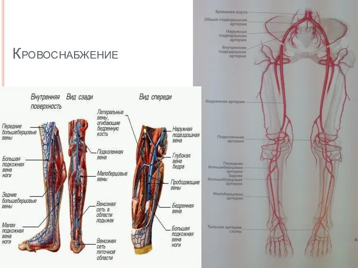 Кровоснабжение