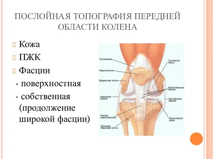 ПОСЛОЙНАЯ ТОПОГРАФИЯ ПЕРЕДНЕЙ ОБЛАСТИ КОЛЕНА Кожа ПЖК Фасции - поверхностная - собственная (продолжение широкой фасции)