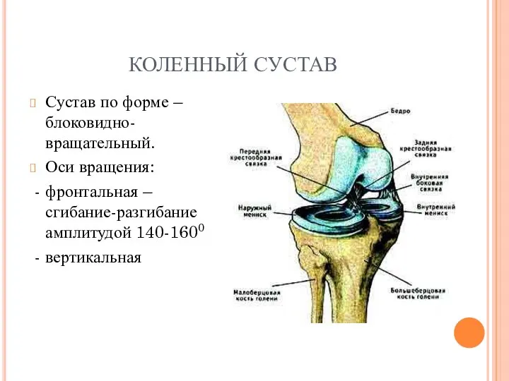 КОЛЕННЫЙ СУСТАВ Сустав по форме – блоковидно-вращательный. Оси вращения: - фронтальная