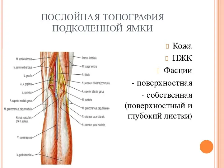 ПОСЛОЙНАЯ ТОПОГРАФИЯ ПОДКОЛЕННОЙ ЯМКИ Кожа ПЖК Фасции - поверхностная - собственная (поверхностный и глубокий листки)