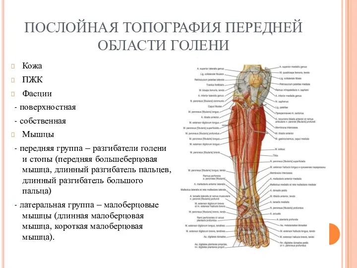 ПОСЛОЙНАЯ ТОПОГРАФИЯ ПЕРЕДНЕЙ ОБЛАСТИ ГОЛЕНИ Кожа ПЖК Фасции - поверхностная -