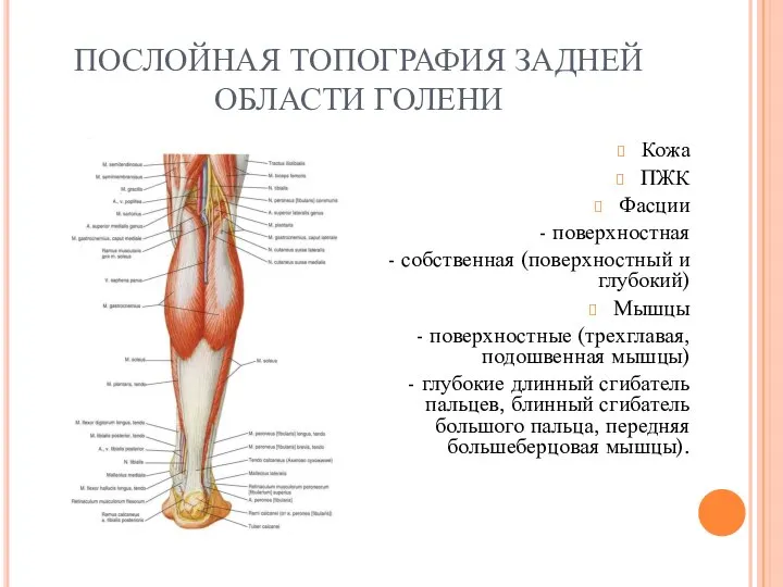 ПОСЛОЙНАЯ ТОПОГРАФИЯ ЗАДНЕЙ ОБЛАСТИ ГОЛЕНИ Кожа ПЖК Фасции - поверхностная -