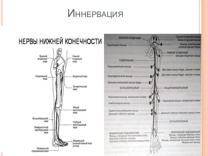 Иннервация