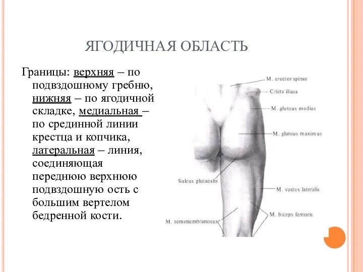 ЯГОДИЧНАЯ ОБЛАСТЬ Границы: верхняя – по подвздошному гребню, нижняя – по