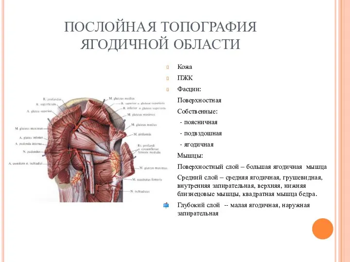 ПОСЛОЙНАЯ ТОПОГРАФИЯ ЯГОДИЧНОЙ ОБЛАСТИ Кожа ПЖК Фасции: Поверхностная Собственные: - поясничная