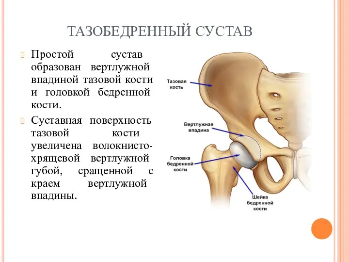 ТАЗОБЕДРЕННЫЙ СУСТАВ Простой сустав образован вертлужной впадиной тазовой кости и головкой