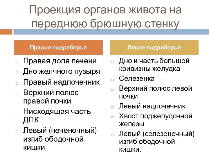 Проекция органов живота на переднюю брюшную стенку Правая доля печени Дно