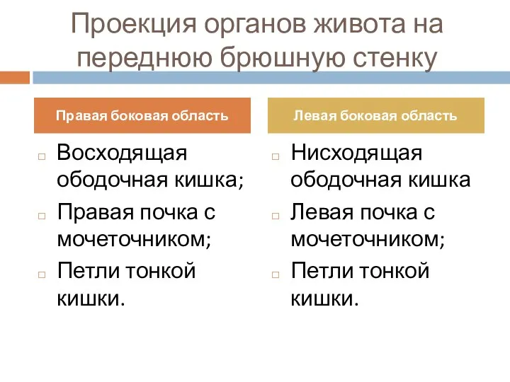 Проекция органов живота на переднюю брюшную стенку Восходящая ободочная кишка; Правая