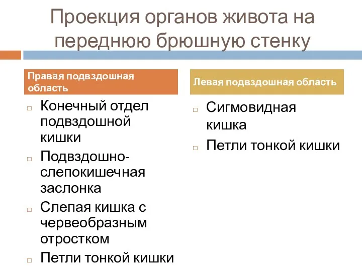 Проекция органов живота на переднюю брюшную стенку Конечный отдел подвздошной кишки