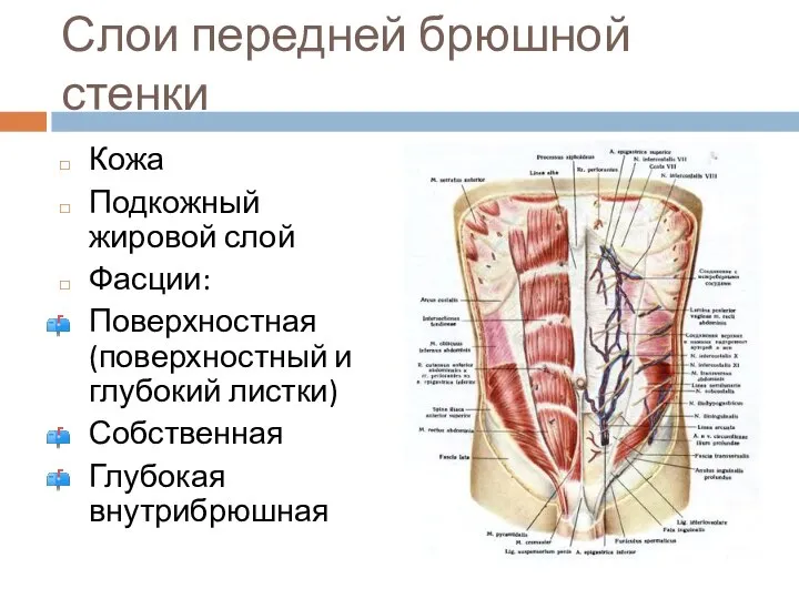 Слои передней брюшной стенки Кожа Подкожный жировой слой Фасции: Поверхностная (поверхностный