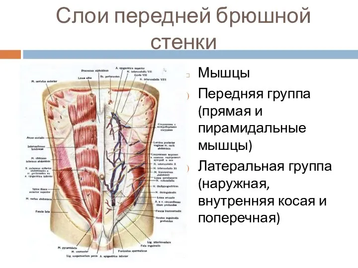 Слои передней брюшной стенки Мышцы Передняя группа (прямая и пирамидальные мышцы)