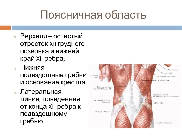 Поясничная область Верхняя – остистый отросток XII грудного позвонка и нижний