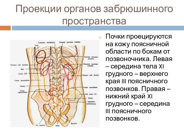 Проекции органов забрюшинного пространства Почки проецируются на кожу поясничной области по