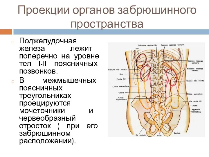 Проекции органов забрюшинного пространства Поджелудочная железа лежит поперечно на уровне тел