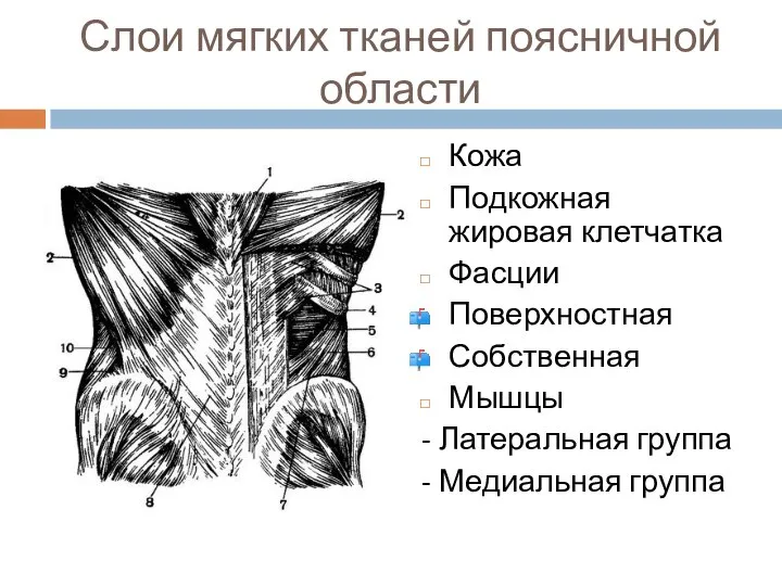 Слои мягких тканей поясничной области Кожа Подкожная жировая клетчатка Фасции Поверхностная