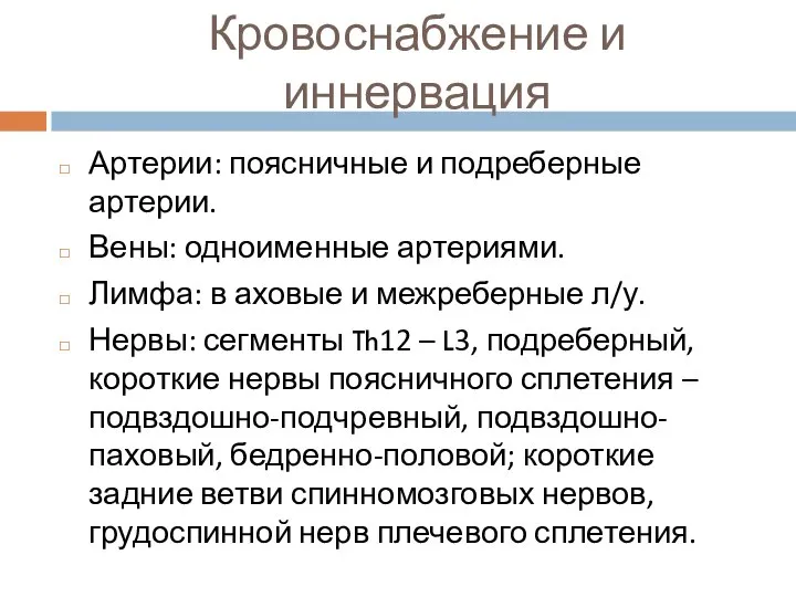 Кровоснабжение и иннервация Артерии: поясничные и подреберные артерии. Вены: одноименные артериями.