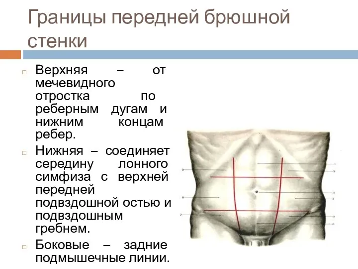 Границы передней брюшной стенки Верхняя – от мечевидного отростка по реберным