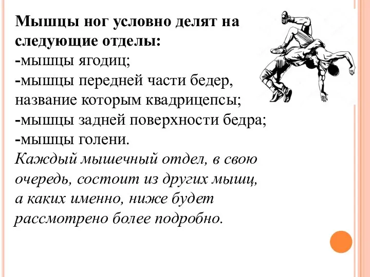 Мышцы ног условно делят на следующие отделы: -мышцы ягодиц; -мышцы передней