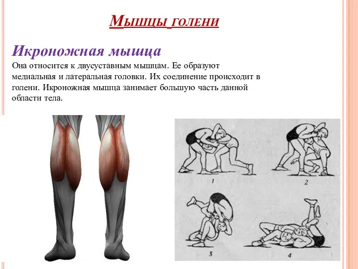 Мышцы голени Икроножная мышца Она относится к двусуставным мышцам. Ее образуют