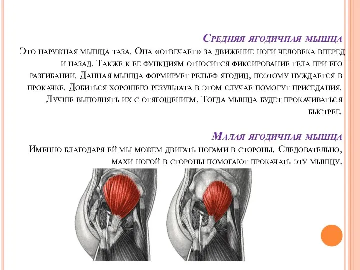 Средняя ягодичная мышца Это наружная мышца таза. Она «отвечает» за движение