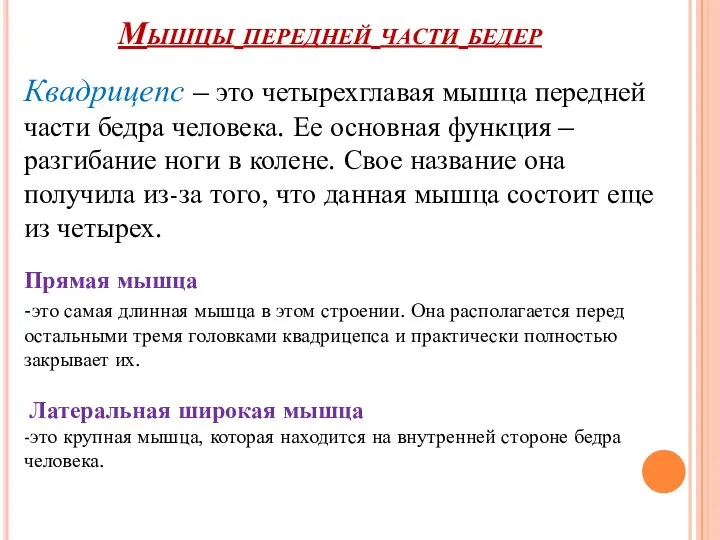 Мышцы передней части бедер Квадрицепс – это четырехглавая мышца передней части