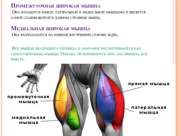 Промежуточная широкая мышца Она находится между латеральной и медиальной мышцами и