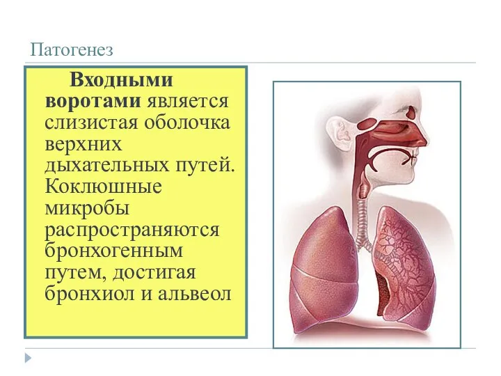 Патогенез Входными воротами является слизистая оболочка верхних дыхательных путей. Коклюшные микробы