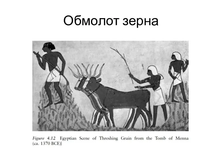 Обмолот зерна