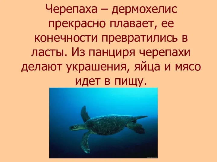 Черепаха – дермохелис прекрасно плавает, ее конечности превратились в ласты. Из