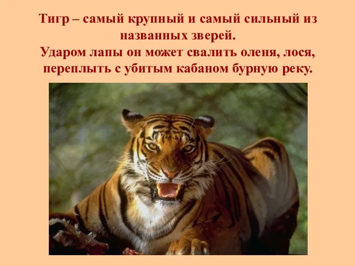 Тигр – самый крупный и самый сильный из названных зверей. Ударом