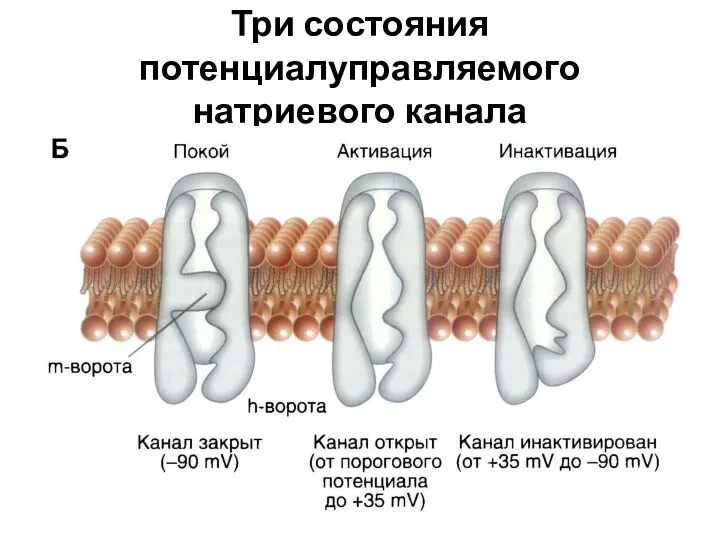 Три состояния потенциалуправляемого натриевого канала