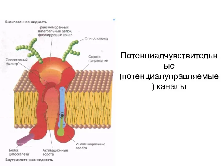 Потенциалчувствительные (потенциалуправляемые) каналы