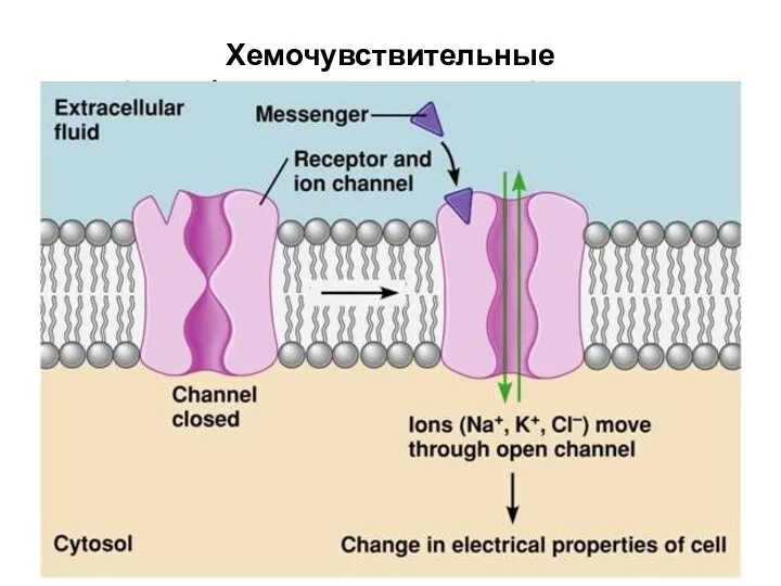 Хемочувствительные (хемо/лигандуправляемые) каналы